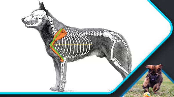 Grundlagen der Hundeanatomie_Holderegger_Canimaster1 Grundlagen der Hundeanatomie Holderegger Canimaster1