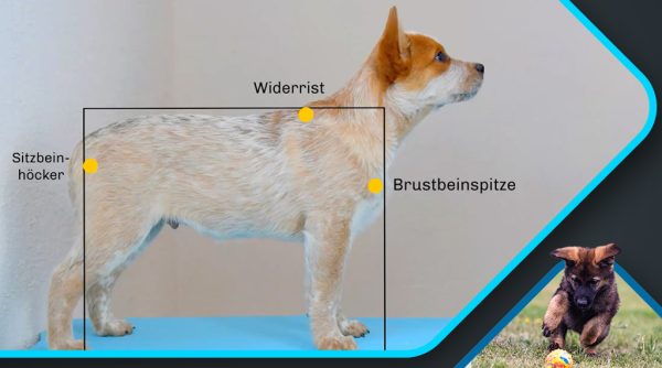 Hundeanalyse und Welpentest_Holderegger_Canimaster2 Hundeanalyse und Welpentest Holderegger Canimaster2