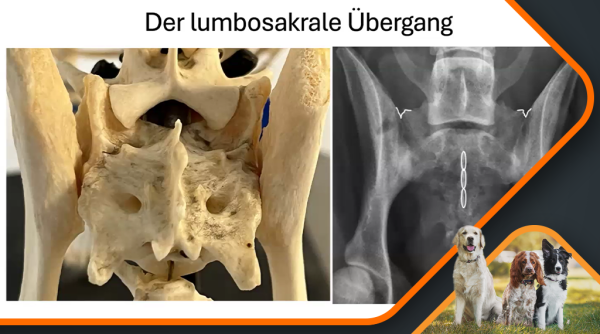 Canimaster_HeinrichCamp_Lendenübergangswirbel_CES_1 Canimaster_HeinrichCamp_Lendenuebergangswirbel_CES_1.png