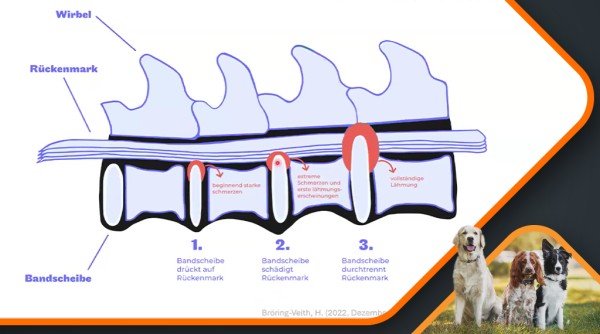 Canimaster_HeinrichCamp_Lendenübergangswirbel_CES_2 Canimaster_HeinrichCamp_Lendenuebergangswirbel_CES_2
